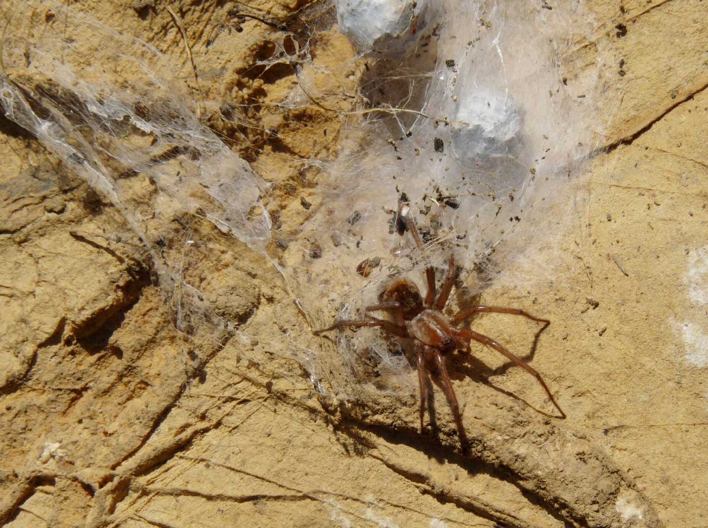 Agelenidae con ovisacchi